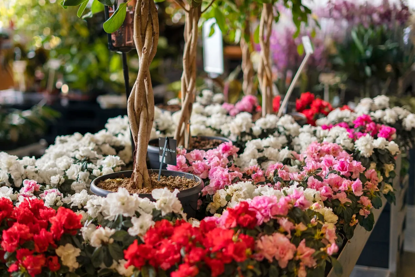 ดอกไม้และพืชประดับสำหรับวาเลนไทน์: เพิ่มชีวิตชีวาให้บ้าน